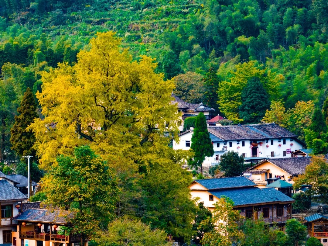 溫湯之旅探秘明月山感受富硒溫湯古鎮4天團