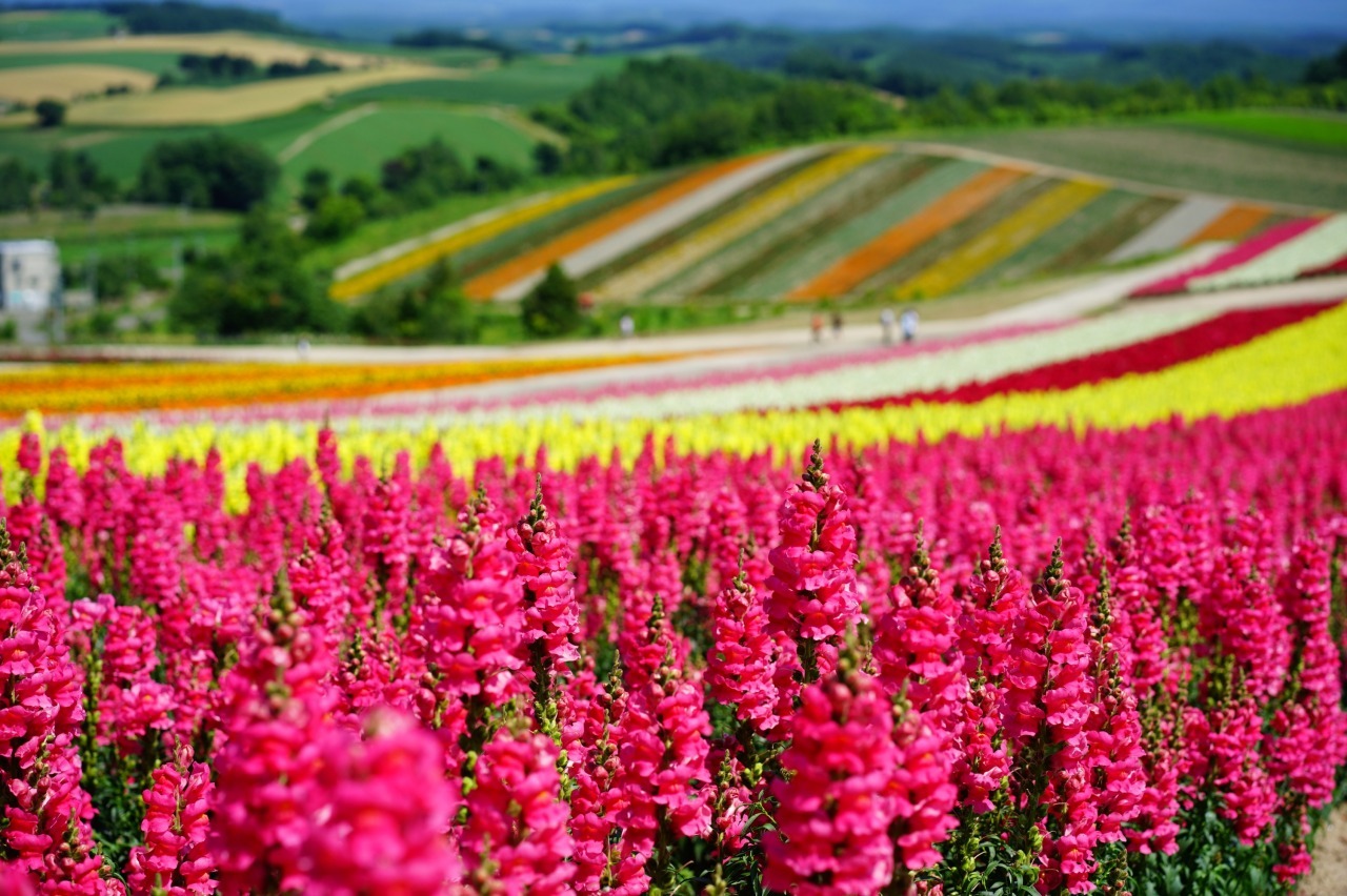 邂逅富良野與小樽的浪漫 北海道5天團
