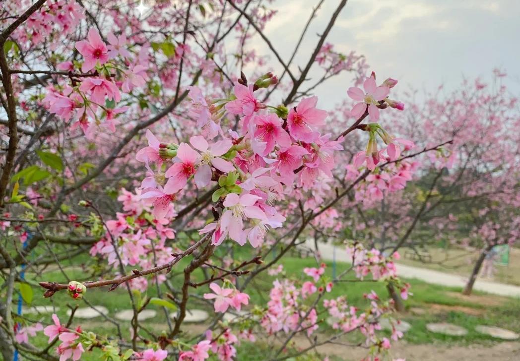 【一年一度櫻花節】純玩 廣州2天團