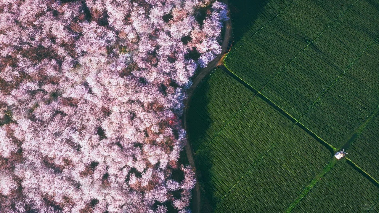 【西九龍往返】春櫻之約 穿越萬畝櫻花海 全程5星標準高鐵純玩5天團