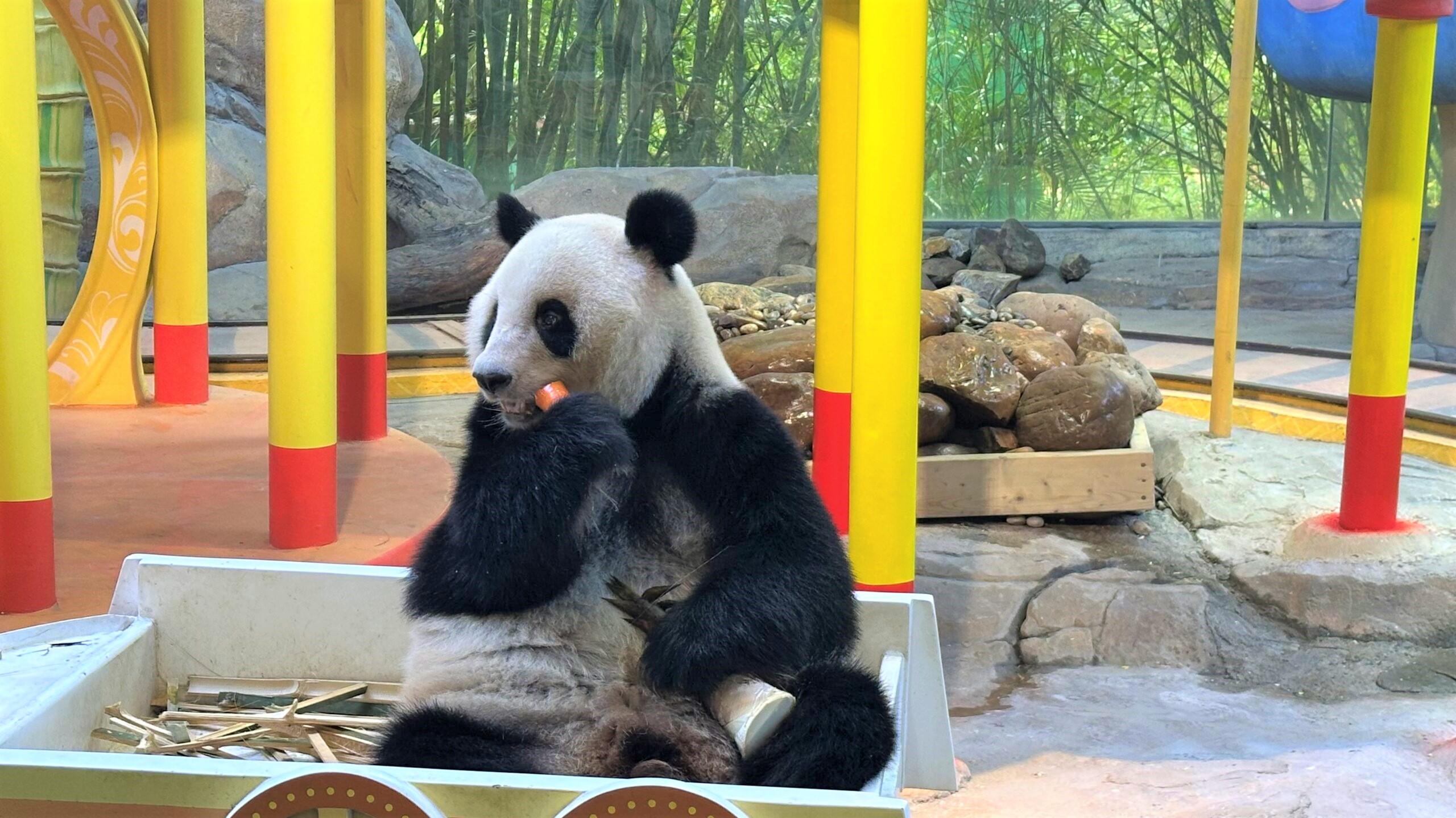 暢玩【融創樂園】【國際大馬戲】【廣州動物園】入住五星標準【東莞松山湖帝豪花園酒店】歎【酒店海鮮自助晚餐·位上芝士焗波士頓龍蝦】純玩3天團