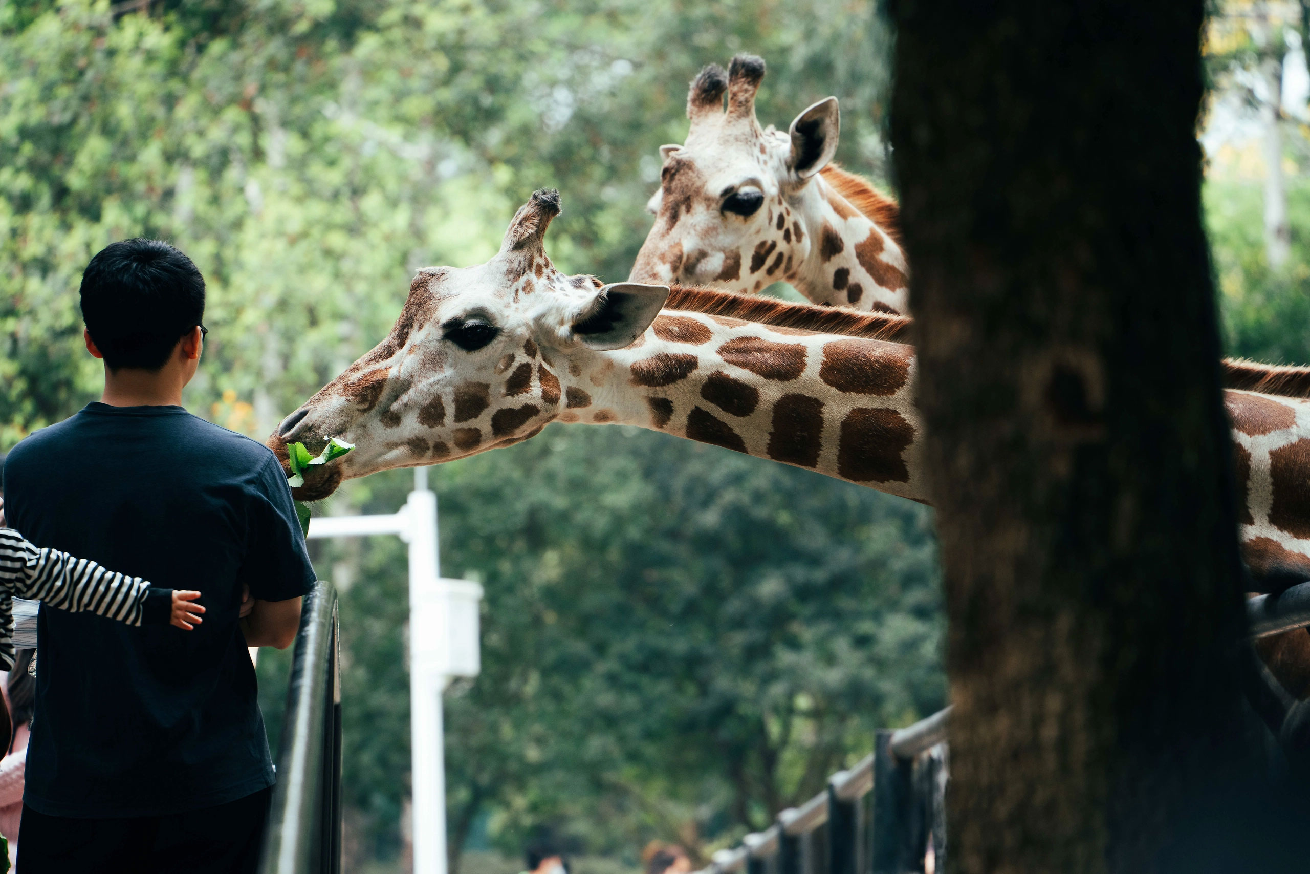【春節加班】入住五星級【東莞松山湖帝豪花園酒店】豪歎【酒店豪華海鮮自助晚餐】 暢遊【融創樂園】【奇幻秘境·融創大馬戲】【廣州動物園】純玩3天團