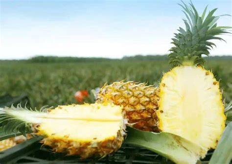 火箭發射湛江海南 巴士純玩5天團