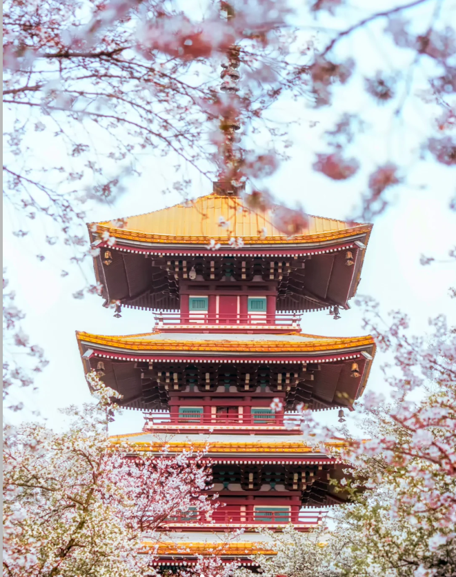 湖北\ 長沙\【光谷空軌】懸浮列車\深度賞櫻武漢三大賞櫻地\非遺表演打鐵花\西九龍高鐵往返純玩5天