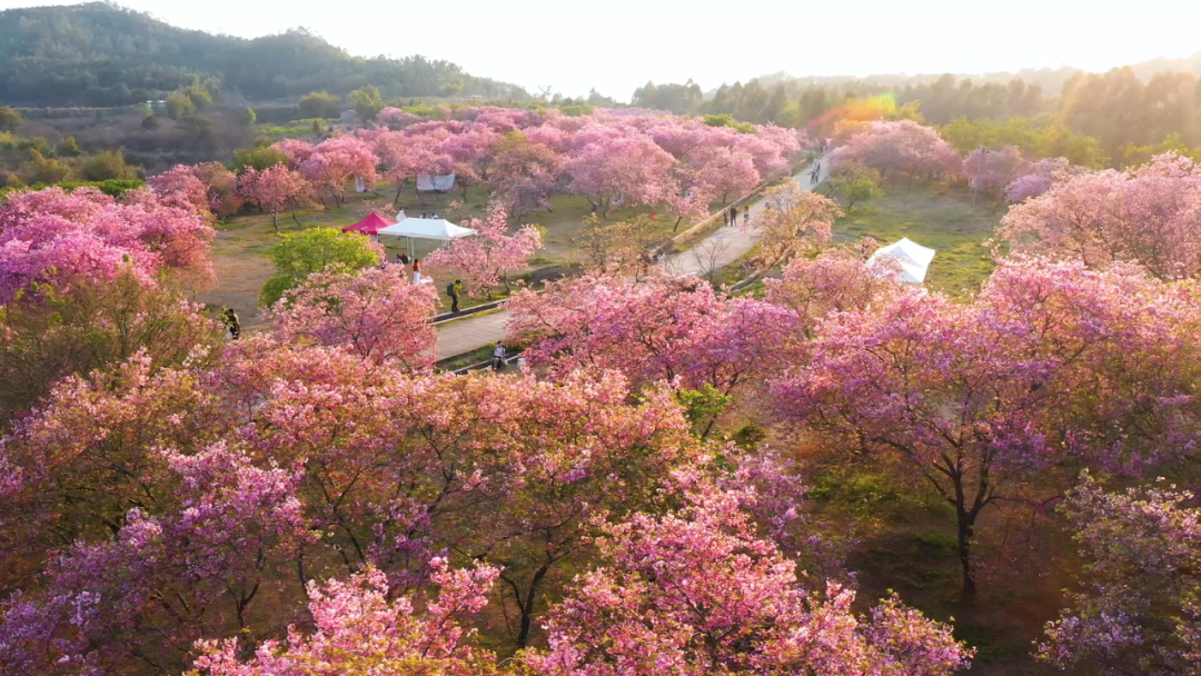 【春日限定】來一場櫻花諦境與奢華的邂逅 連住兩晚國際品牌【新豐溫德姆花園酒店】（保證入住露台獨立溫泉泡池客房） 豪歎【酒店中式自助晚餐】  重本安排贈送想旅遊貴賓每人一箱【網紅餅乾】純玩3天團