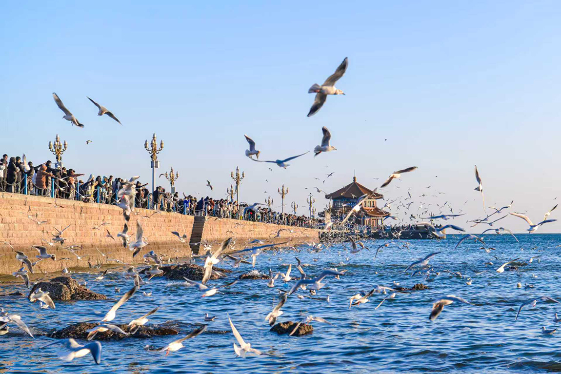 山東半島超值遊青島-八大關-威海-煙臺-蓬萊仙境直航6天團