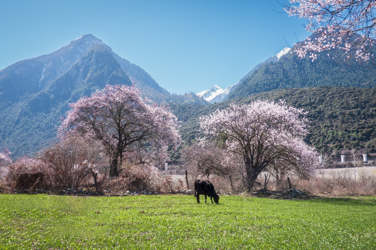 重慶-西藏精品超值遊9天團