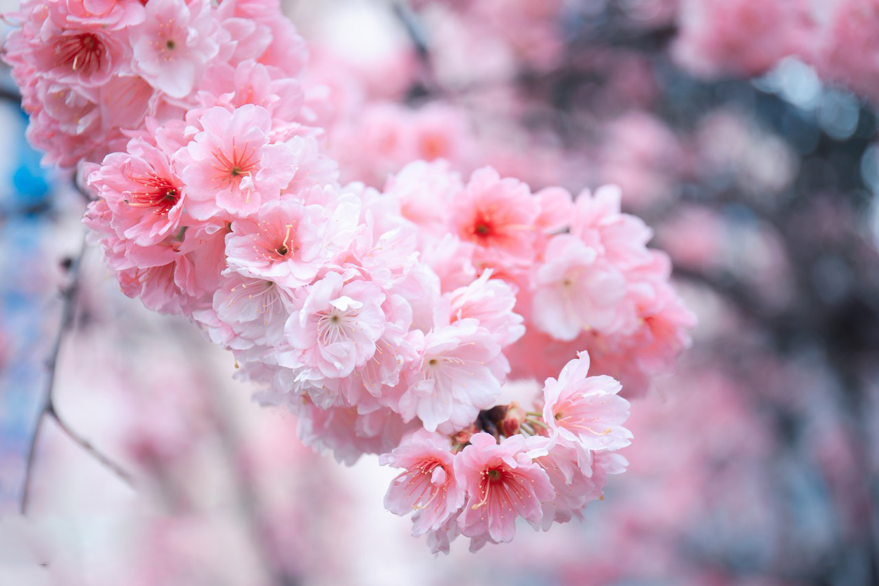 桂林漫步山水·邂逅花季 超值4天團