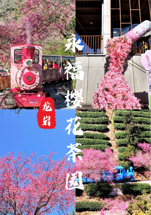 【賞花限定】泉州/廈門/漳州 永福櫻花園/華安土樓/蟳埔村/鼓浪嶼 西九龍高鐵往返純玩4天團
