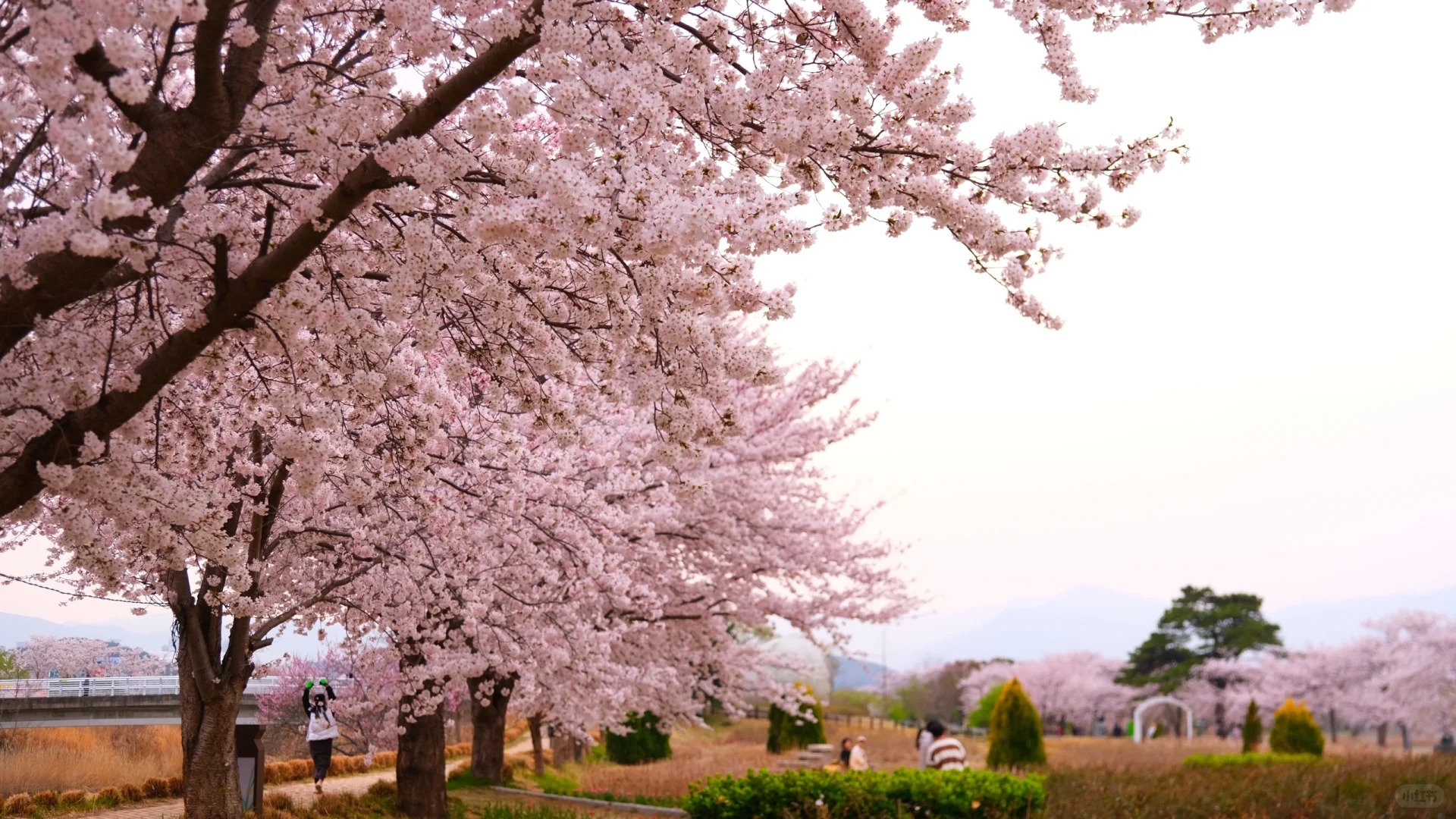 入住雪岳山溫泉度假村 體驗韓國傳統溫泉 韓國江原道5天團