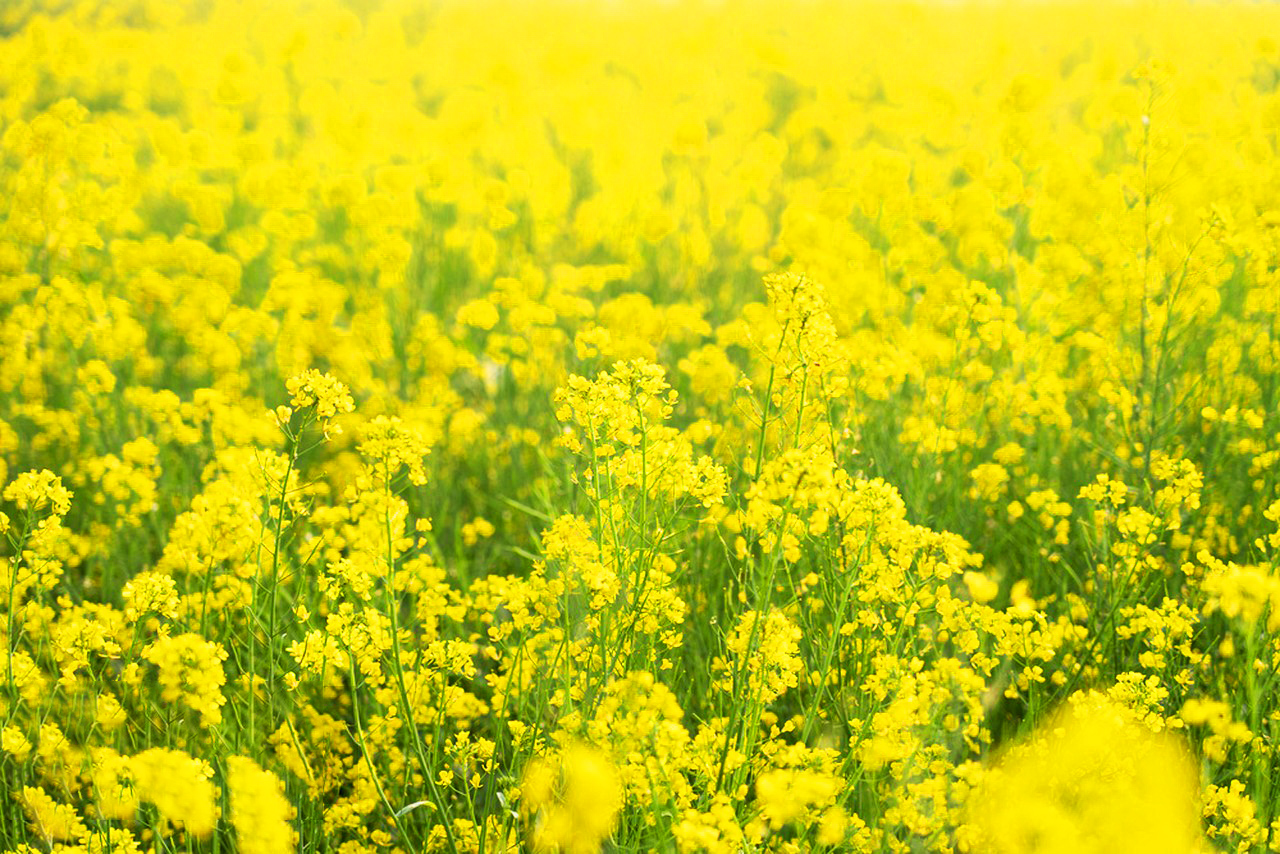“梅你不行 紫櫻你來”花開滿城 純玩2天團
