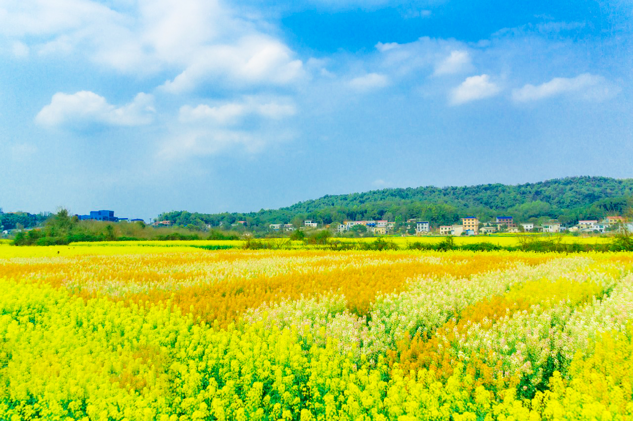 【時令限定相約湖北櫻花季】邂逅荊楚春日的極致溫柔 高鐵5天團
