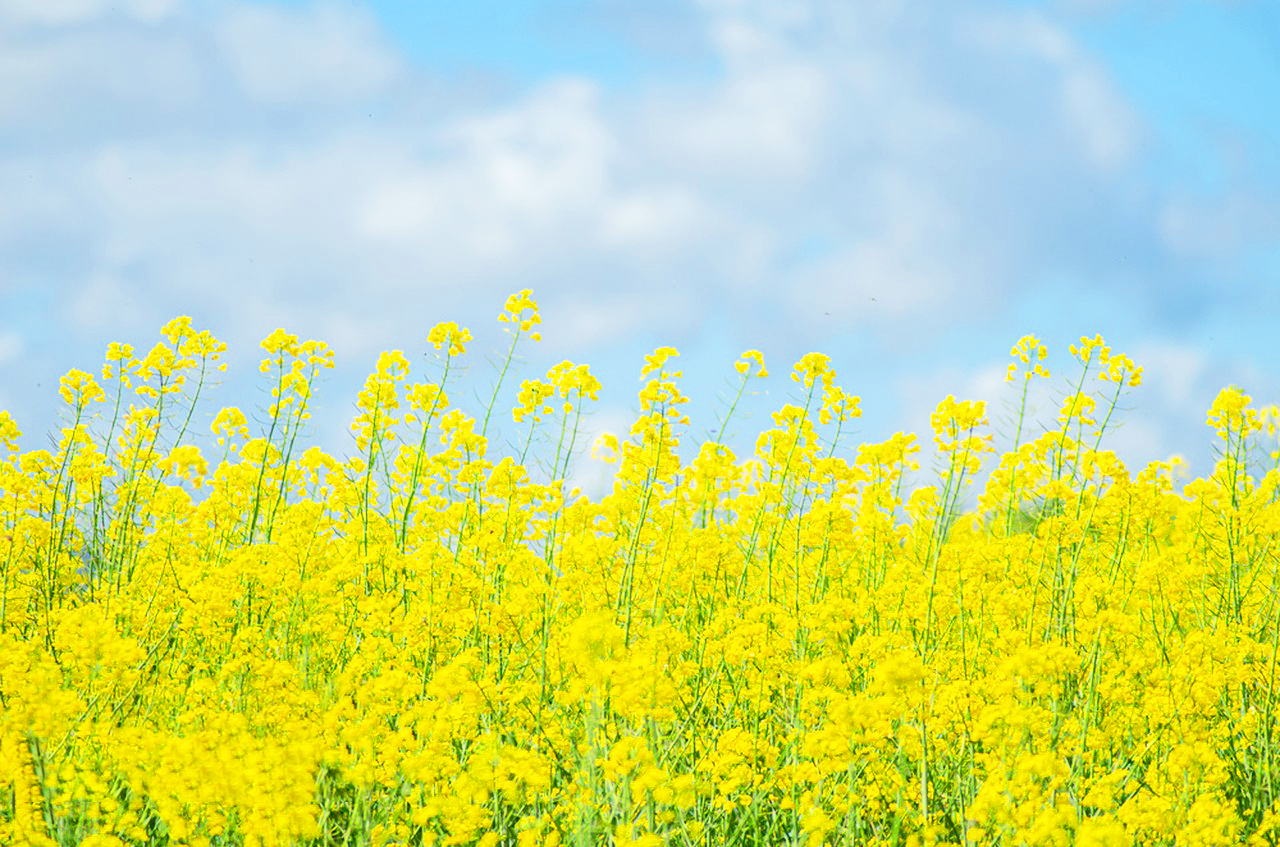 【御溫泉·大餐廟會】邊吃邊逛邊玩邊看表演！美食+遊戲+表演一網打盡~珠海中山純玩2天團