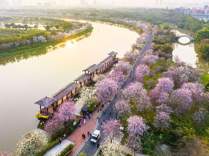“梅你不行 紫櫻你來”花開滿城 純玩2天團