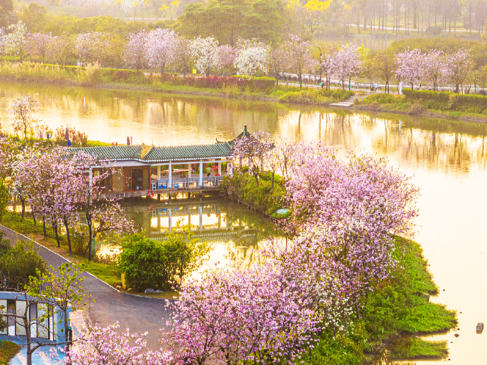 “梅你不行 紫櫻你來”花開滿城 純玩2天團