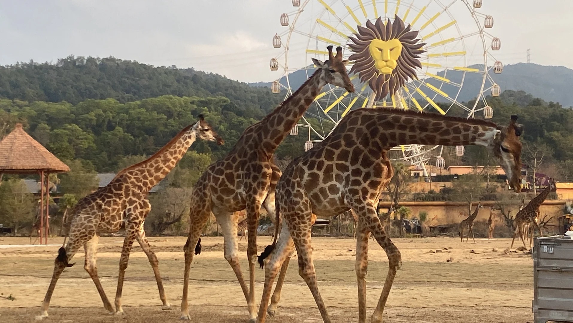 【春節加班】暢玩【黃騰峽+山水麗人+清遠長隆+廣東千古情+佛山祖廟】新春祈福好運來！連住兩晚五星標準酒店 豪歎【新春豐富海鲜自助晚餐】4天團