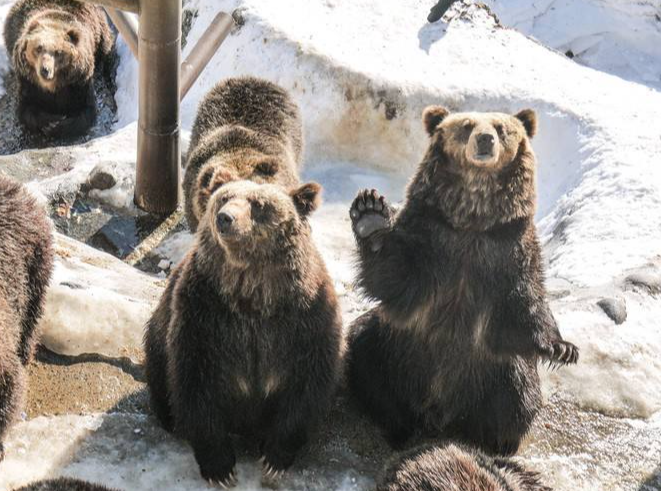 漫賞北海道自然奇觀與溫泉美食之旅 北海道5天團