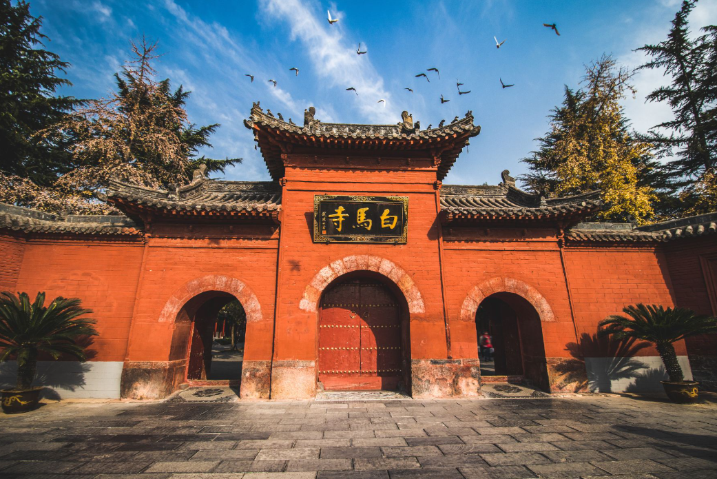 共赴盛唐 牡丹盛開醉華章 河南洛陽6天團