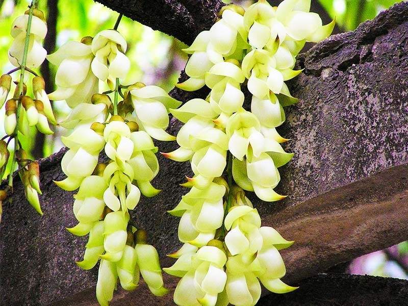 【一年一度禾雀花節】潮遊~世界紀錄【黃騰峽生態旅遊景區】（重本包入場門票+遊覽天門懸廊玻璃橋(重本包雙程纜車)+2025全新大型實景演出 鳳凰樂土·山水麗人 清遠美食純玩 2天團