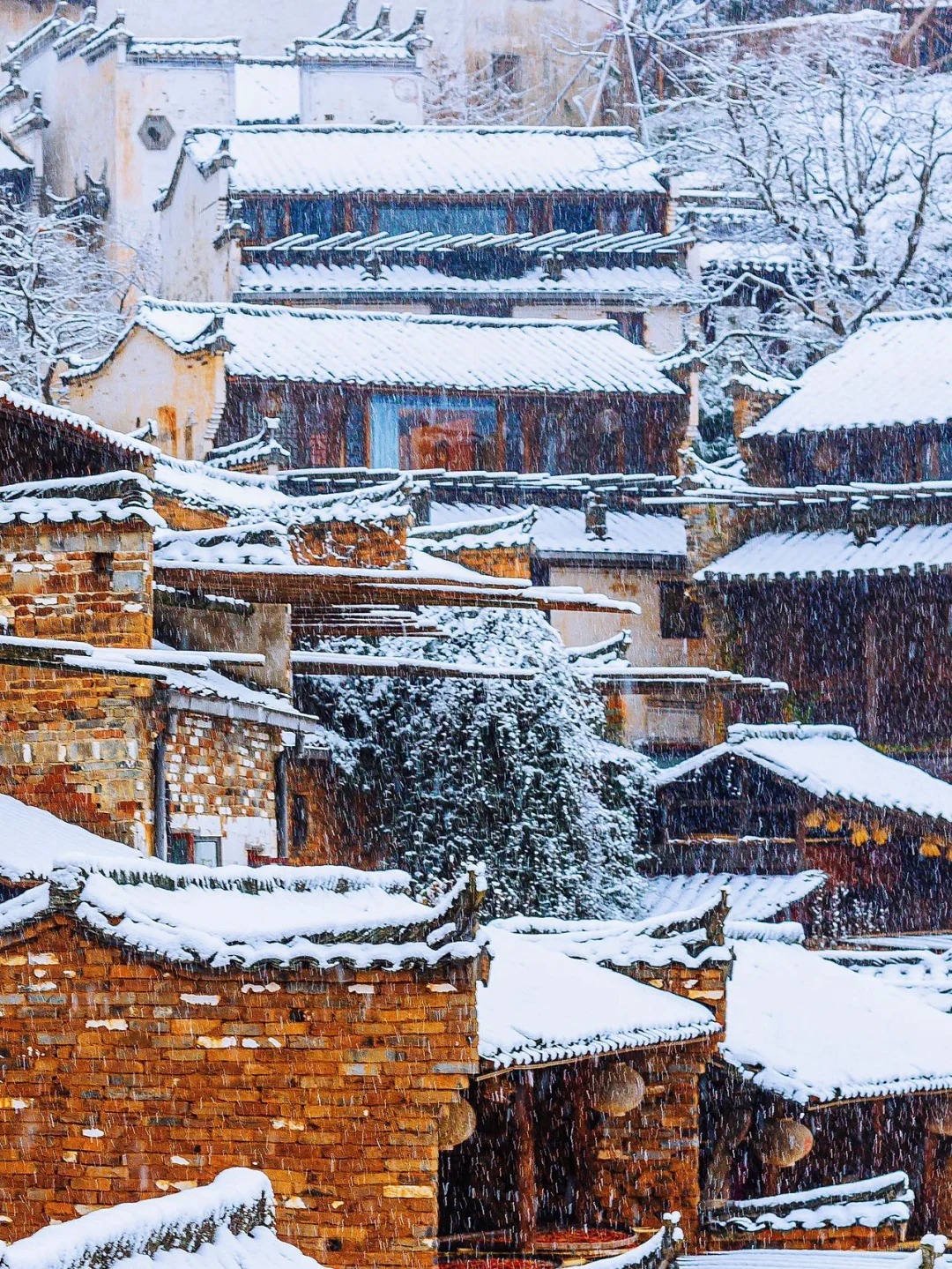 南國廬山賞雪天花板 5天團