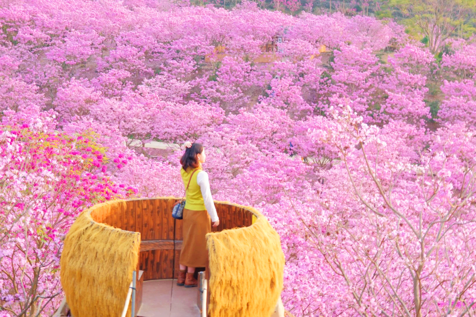 【粉色限定浪漫】打卡紫花風鈴木开成整山粉色的浪漫海 純玩2天團