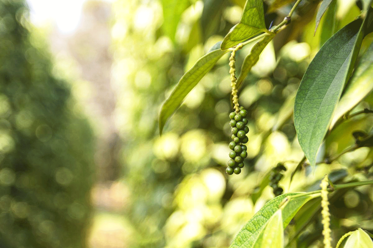 越南-富國島打卡無敵海景 5天團  
