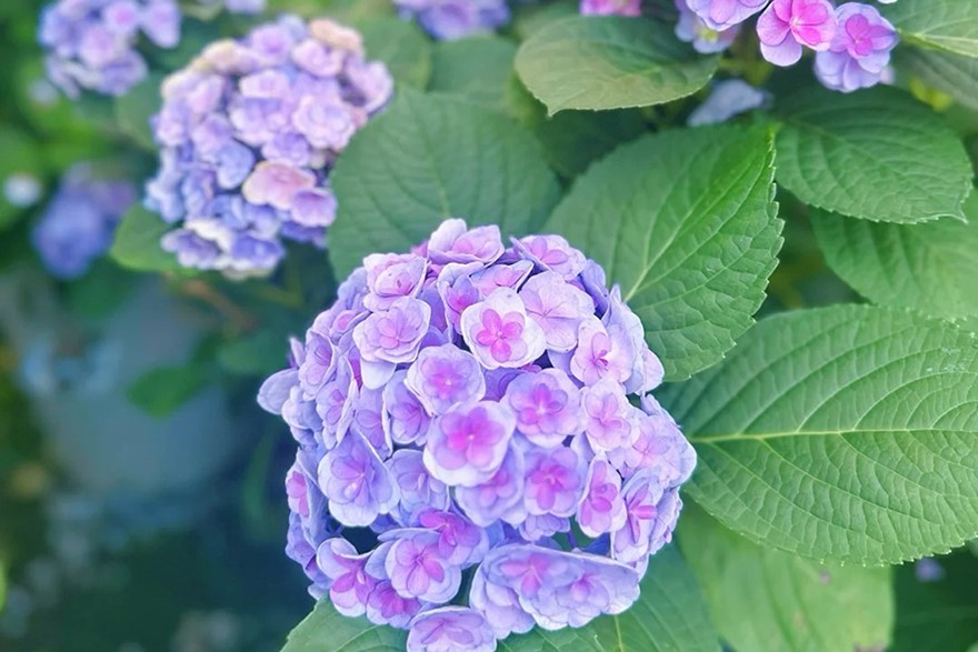 全新開業清遠長隆長隆森林王國 豪歎酒店海鮮自助晚餐清遠3天團