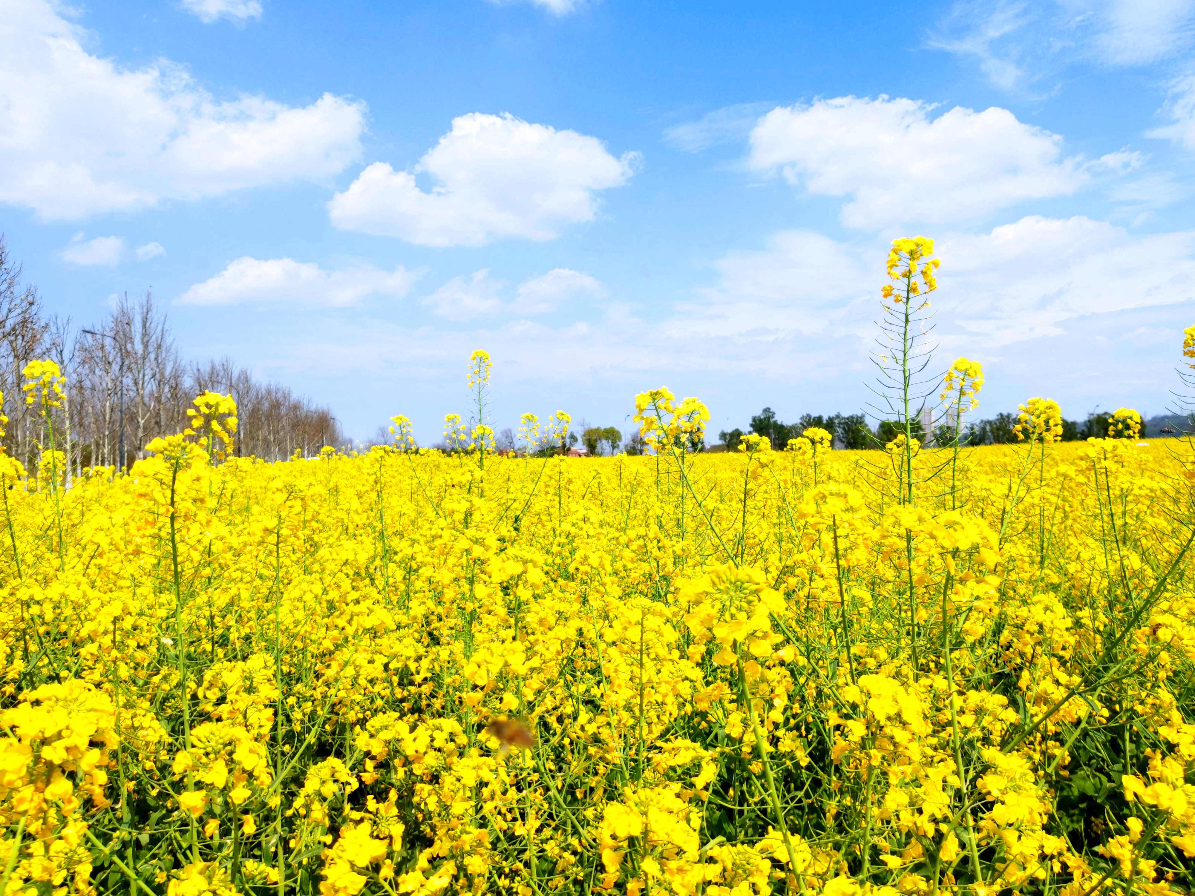 雲頂漫步 有福之州 高鐵直達4天團