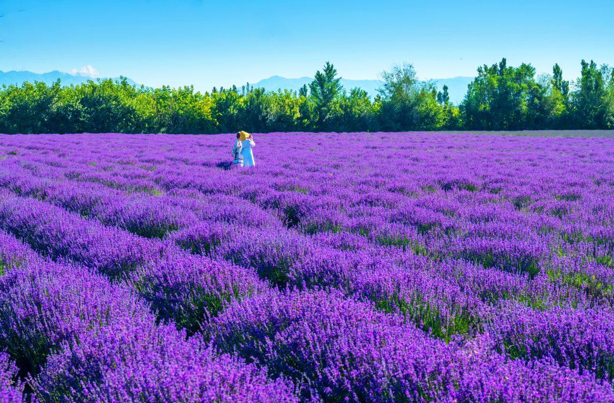 雪嶺雲杉-河谷草原-高山湖泊北疆賞景 北疆8天團
