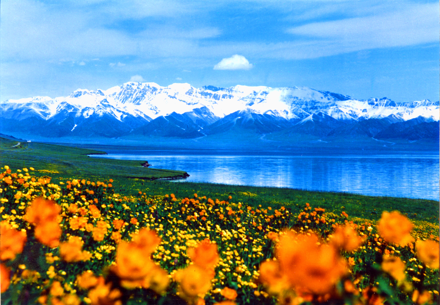 北疆追花之旅 沉醉那拉提花海 春色北疆直航8天團