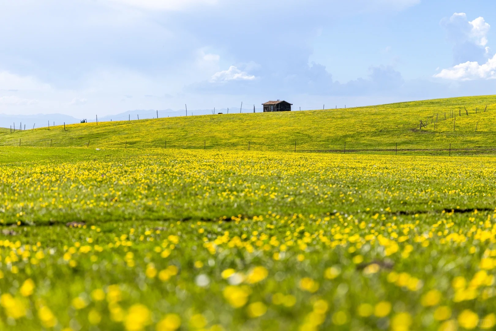 雪嶺雲杉-河谷草原-高山湖泊北疆賞景 北疆8天團