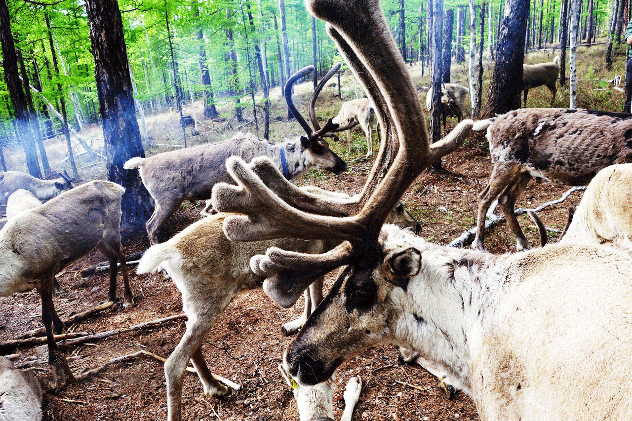 追光之旅-聆聽北方狩獵民族的千年迴響 哈爾濱直航8天團