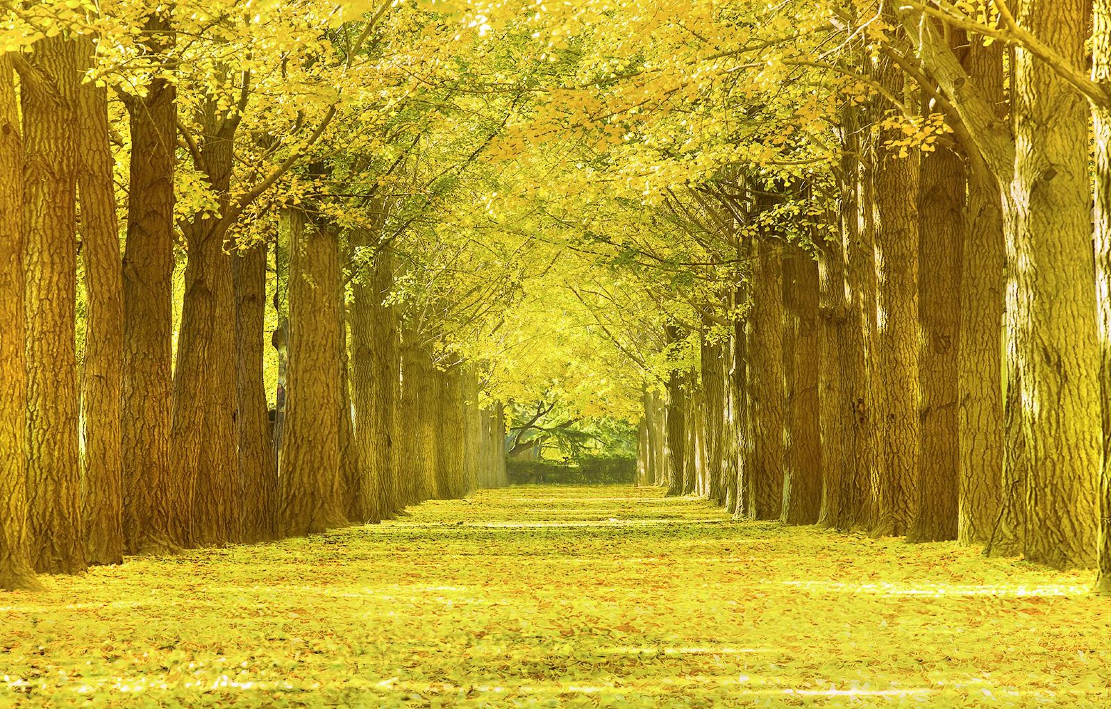 秋賞北京：紅葉、花海、秋杏葉（季節限定）故宮博物院 直航6天團