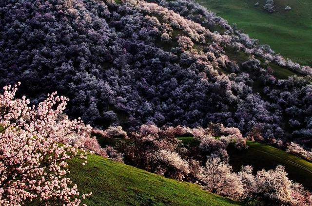 季節限定·北疆春色·雙杏秘境 北疆直航10天團