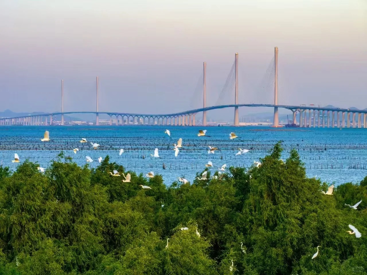 跨海大橋組合-率先體驗巨資打造黃茅海大橋 深中大橋 3天團