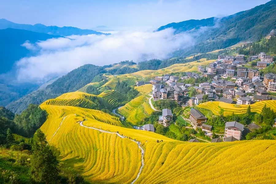 時令限定金秋滿城桂花飄香桂林超值4天團